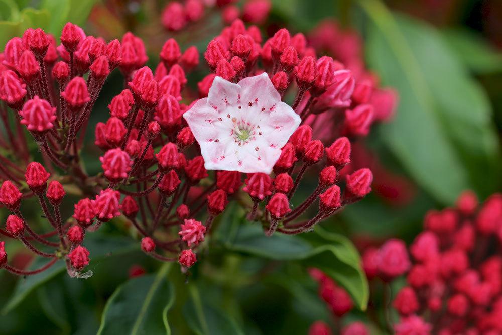 Kalmia latifolia ist ein Heidekrautgewächs