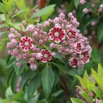 Berglorbeer, Lorbeerrose, Kalmia latifolia