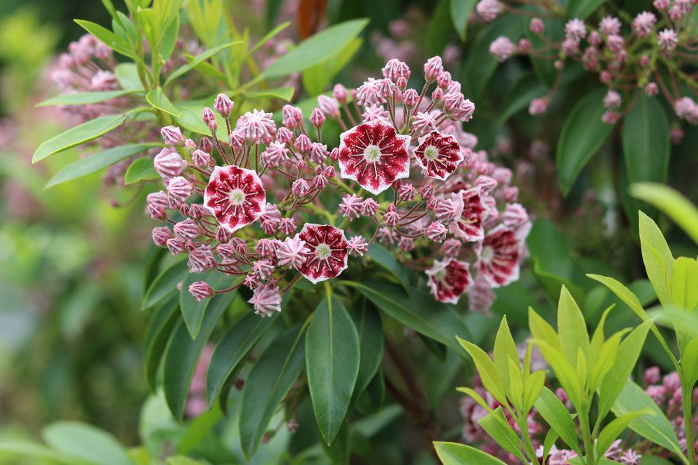 Berglorbeer, Lorbeerrose, Kalmia latifolia