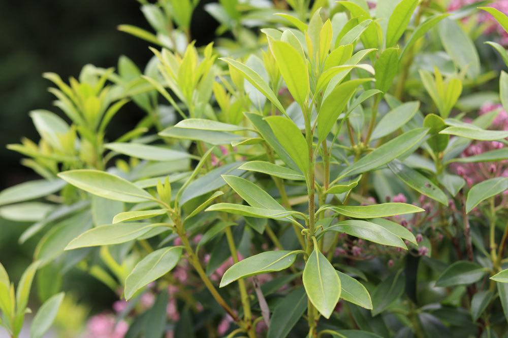 Kalmia latifolia mit seinen elliptischen Blättern