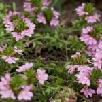 Blaue Fächerblume, Scaevola aemula