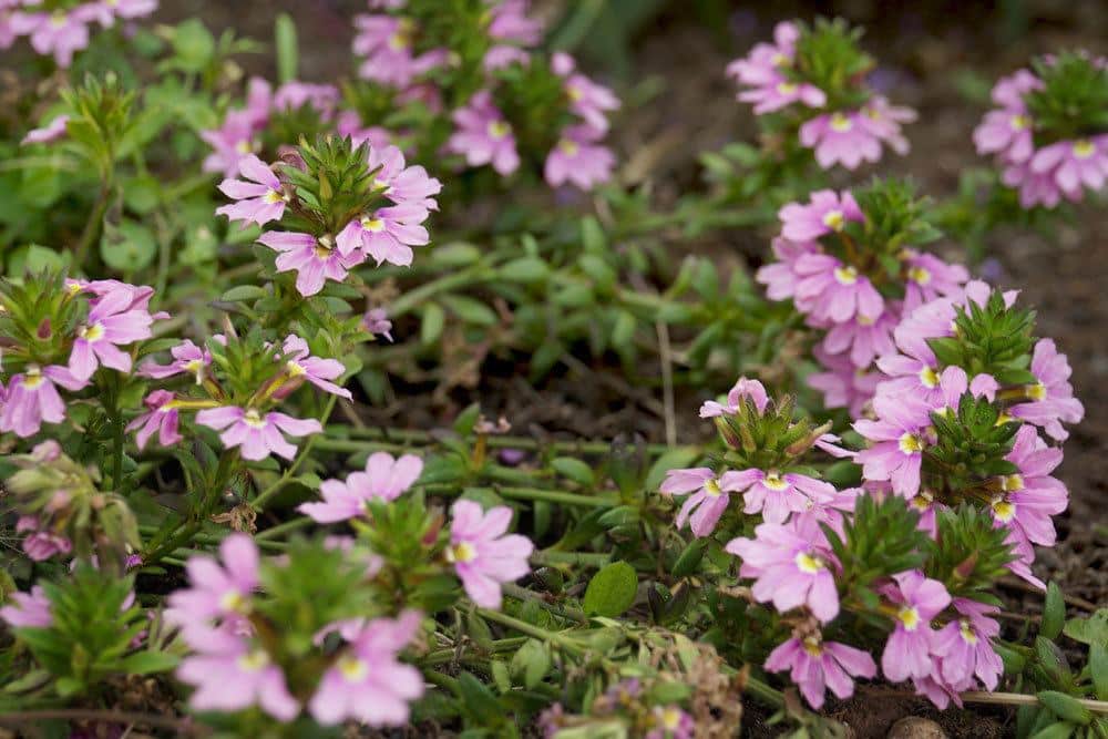 Blaue Fächerblume, Scaevola aemula