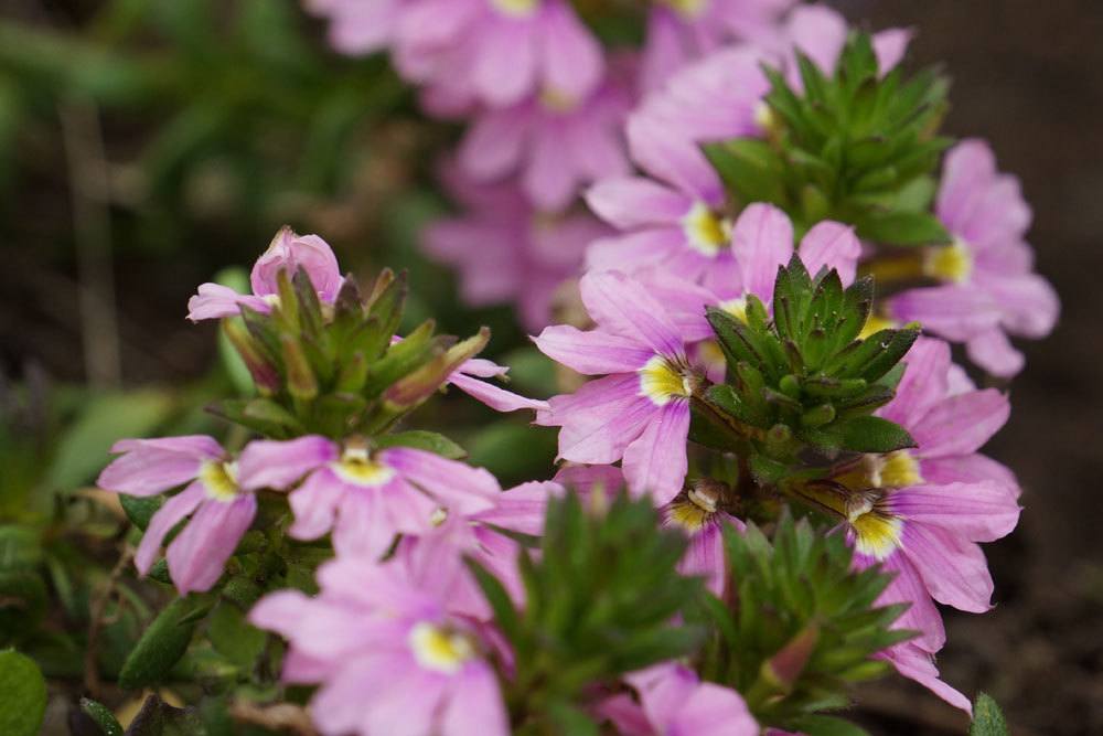 Blaue Fächerblume, Scaevola aemula ist eine pflegeleichte Pflanze