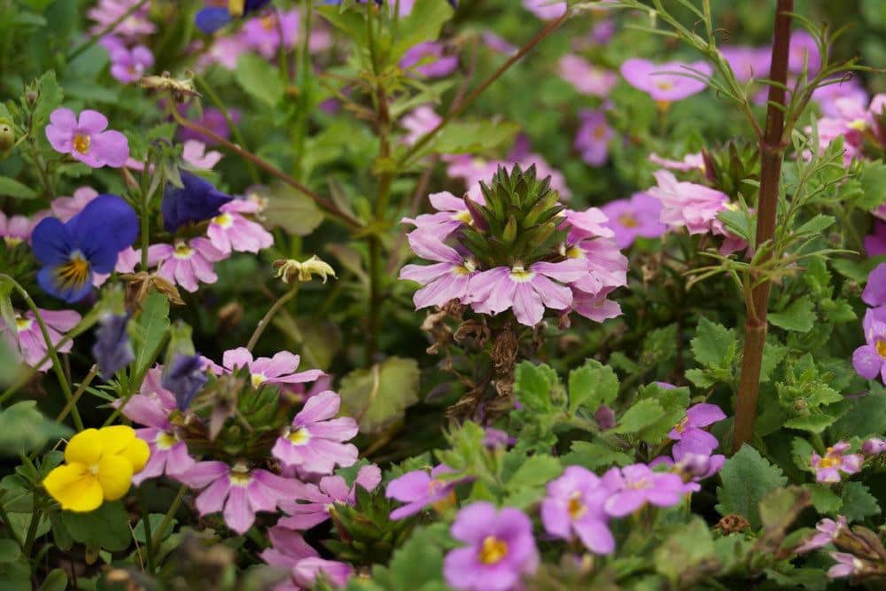 Blaue Fächerblume wächst bis zu 100 Zentimeter hoch