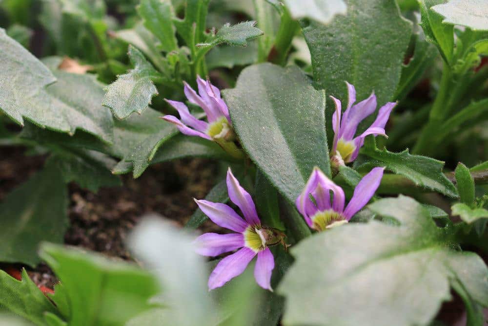 Blaue Fächerblume bringt Farbe in den Garten