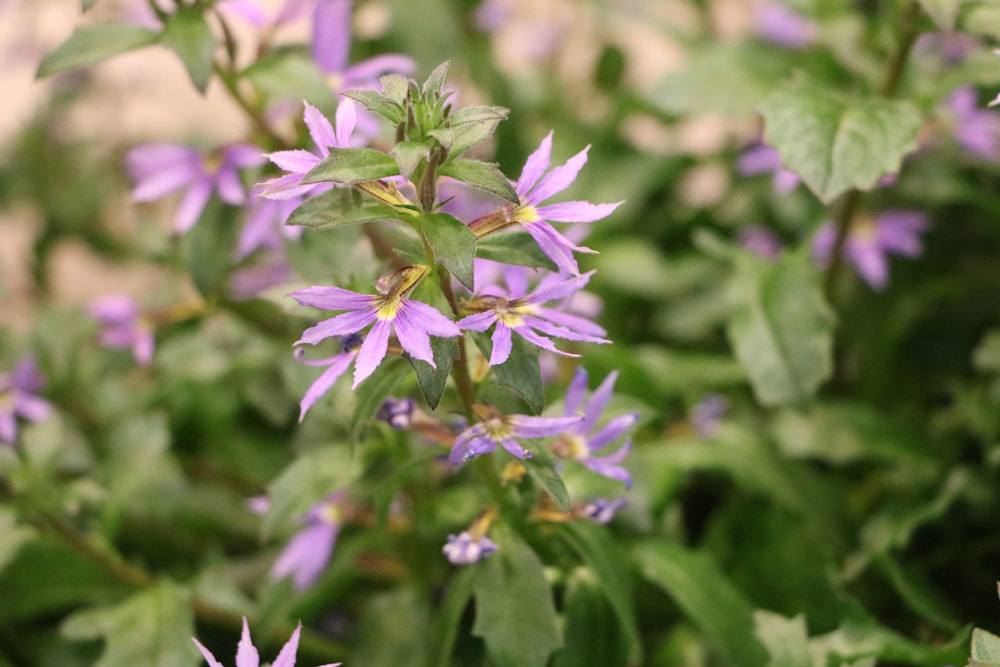 Blaue Fächerblume blüht von Mai bis Oktober