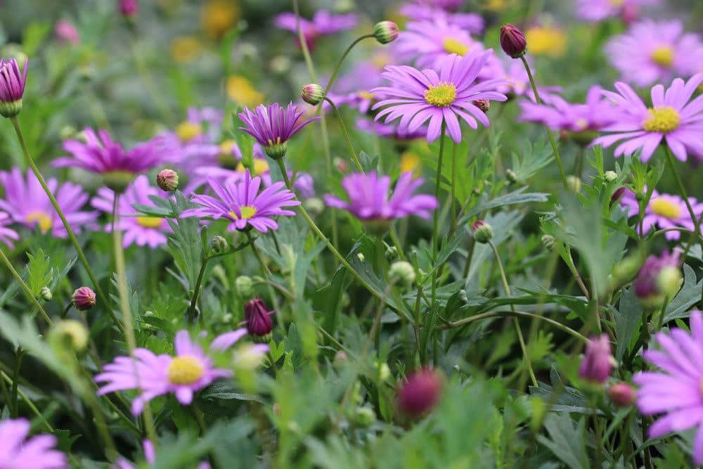 Blaues Gänseblümchen gehört zu den Korbblütlern