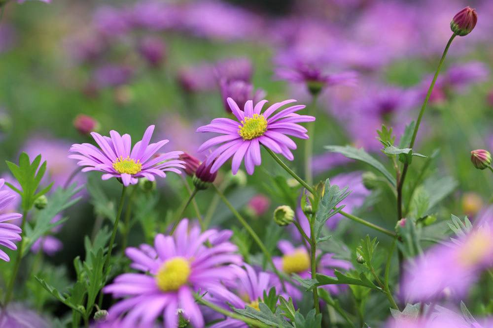 Blaues Gänseblümchen wächst bis zu 50 Zentimeter hoch