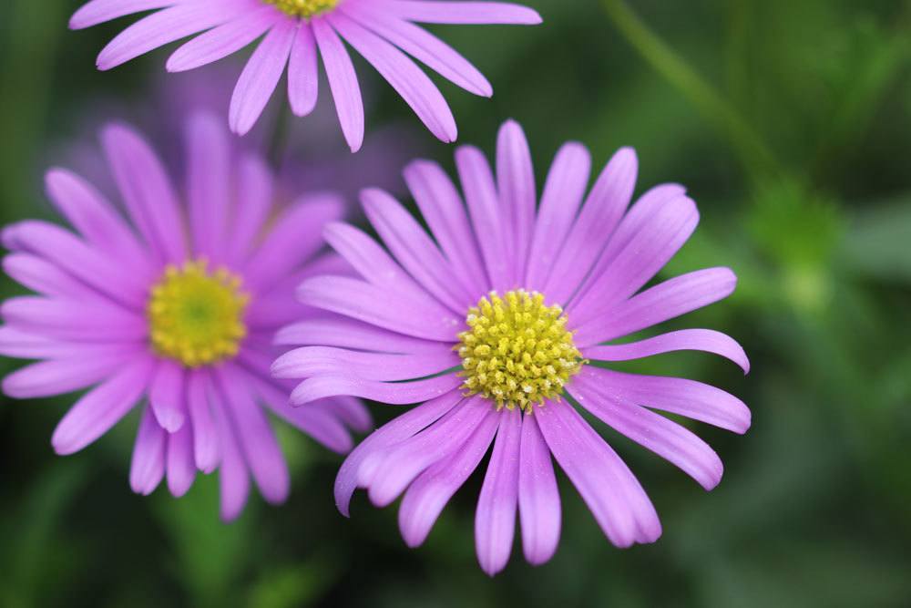 Blaues Gänseblümchen mit seinen zarten lila Blüten