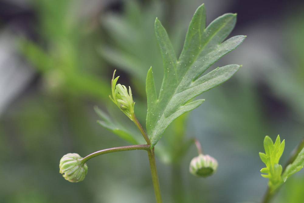 Blaues Gänseblümchen mit geschlossenen Blütenknospen