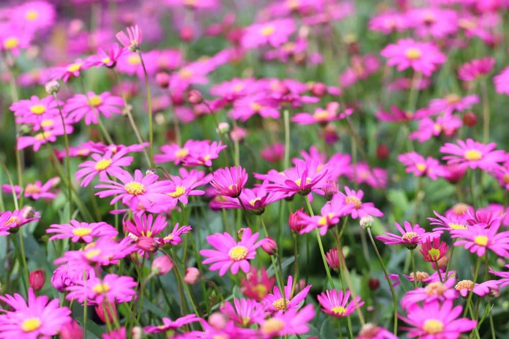 Blaues Gänseblümchen mag einen sonnigen Standort