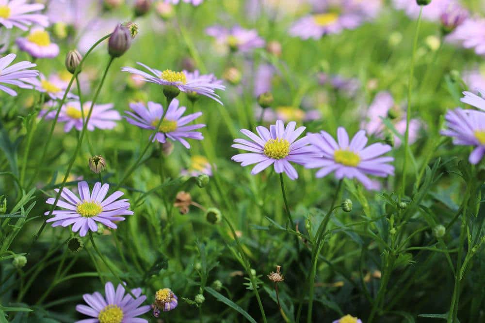 Blaues Gänseblümchen blüht von Mai bis Oktober