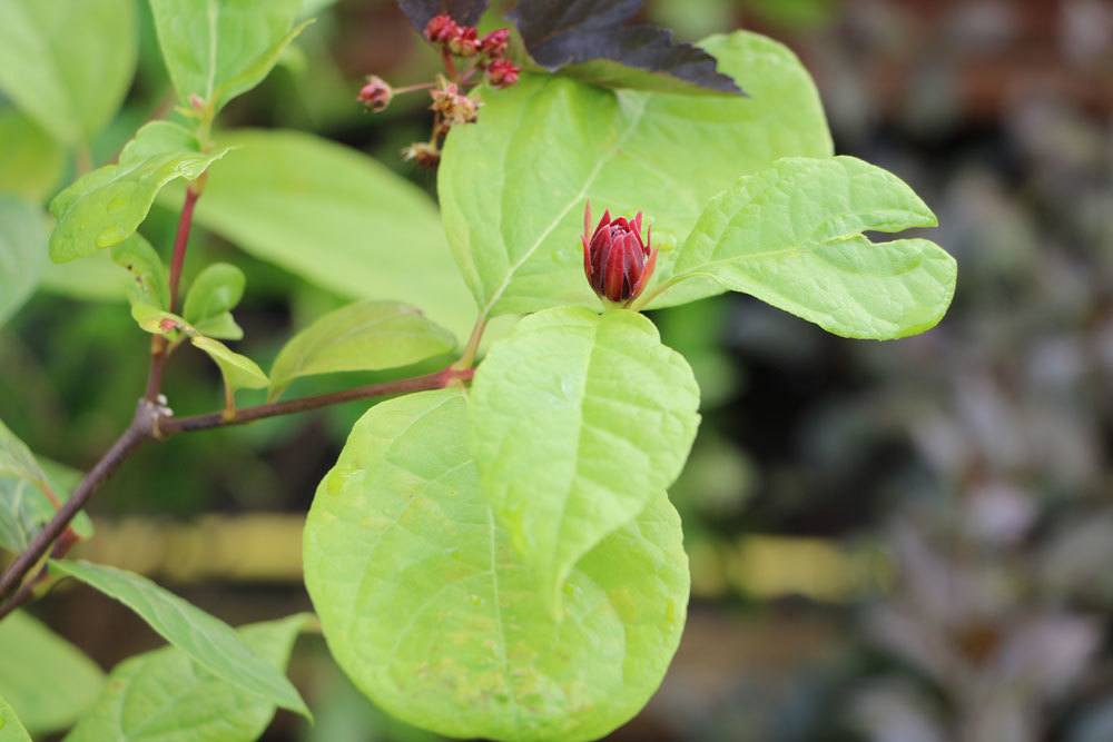 Calycanthus floridus ist eine dekorative Pflanze