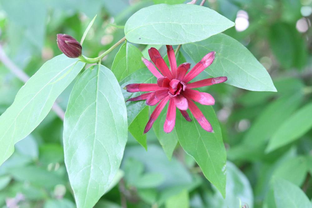 Echter Gewürzstrauch mit besonderer, roter Blüte