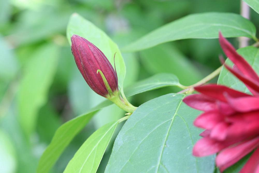 Calycanthus floridus mit roter Blütenknospe