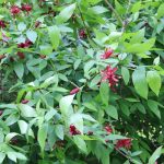 Echter Gewürzstrauch, Calycanthus floridus/fertilis