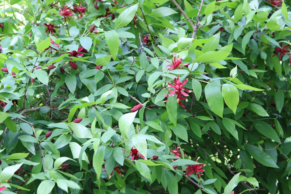 Echter Gewürzstrauch, Calycanthus floridus/fertilis