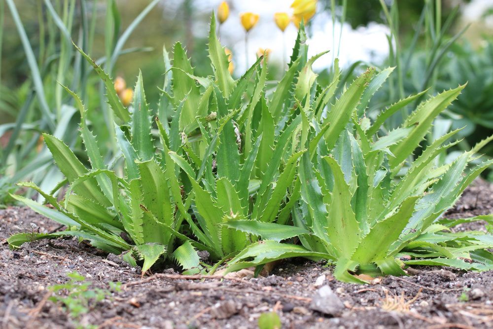 Edeldistel ist ein ungiftiges Gewächs