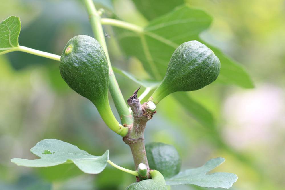 Feigenbaum mit grünen, noch unreifen Feigenfrüchten