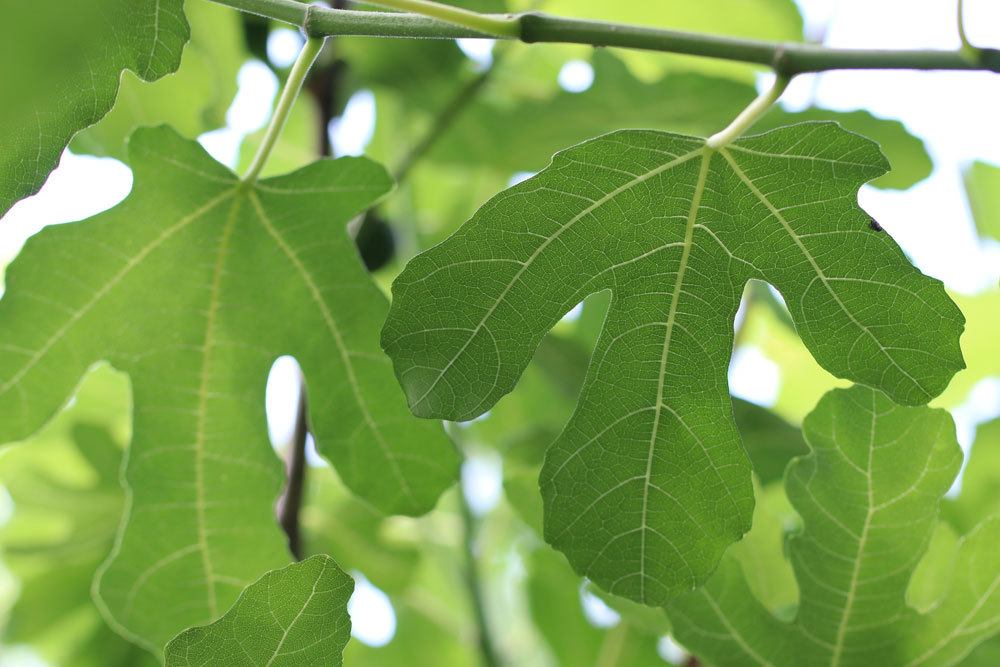 Feigenbaum mit seinen besonderen, dunkelgrünen Blättern