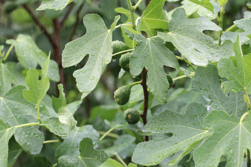 Feigenbaum, Ficus carica mit seinen besonderen Blättern