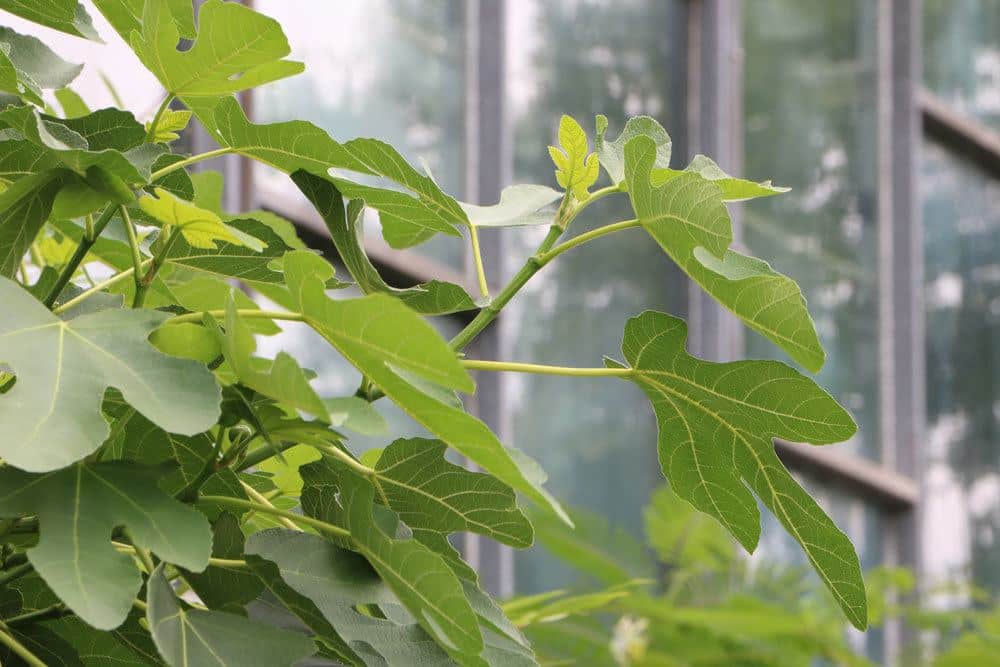 Feigenbaum braucht einen sonnigen Standort