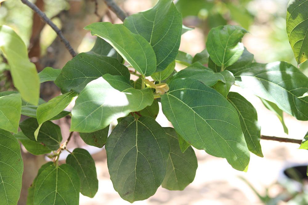 Feigenbaum, Ficus carica besitzt ein exotisches Aussehen