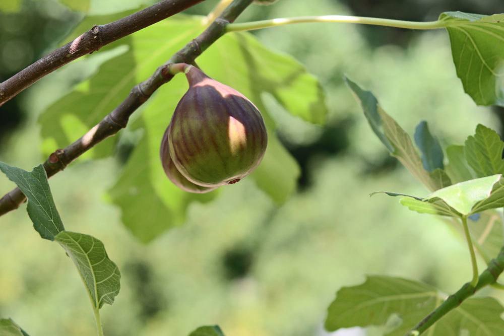 Feigenbaum mit fast reifen Feigenfrüchten