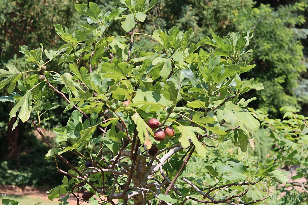 Feigenbaum, Ficus carica