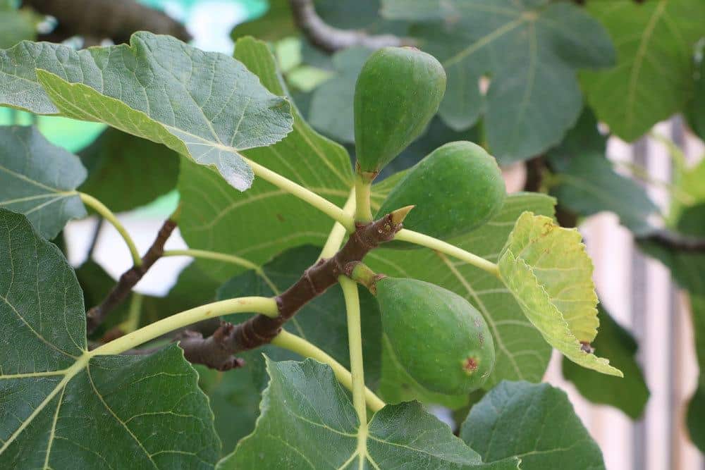 Feigenbaum mit noch grünen, unreifen, später essbaren Früchten