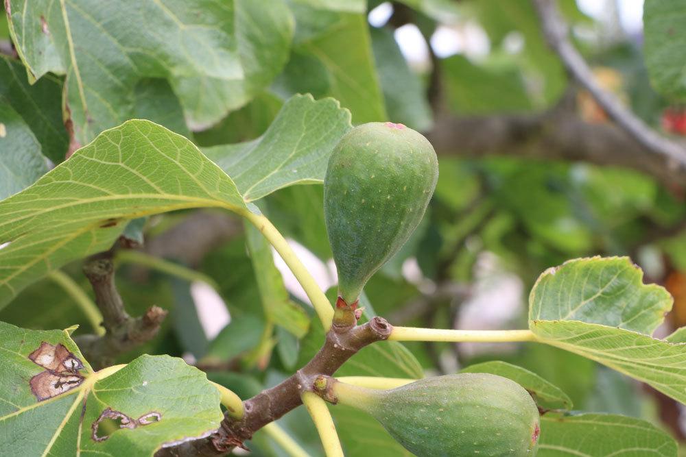 Feigenbaum, Ficus carica mit unreifen Feigenfrüchten