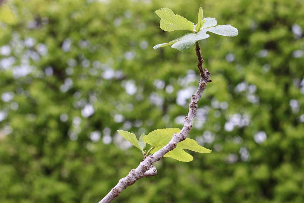 Feigenbaum an verschiedenen Standorten überwintern