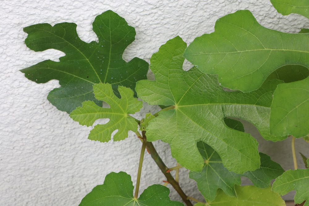 Feigenbaum mit seinen dunkelgrünen Blättern