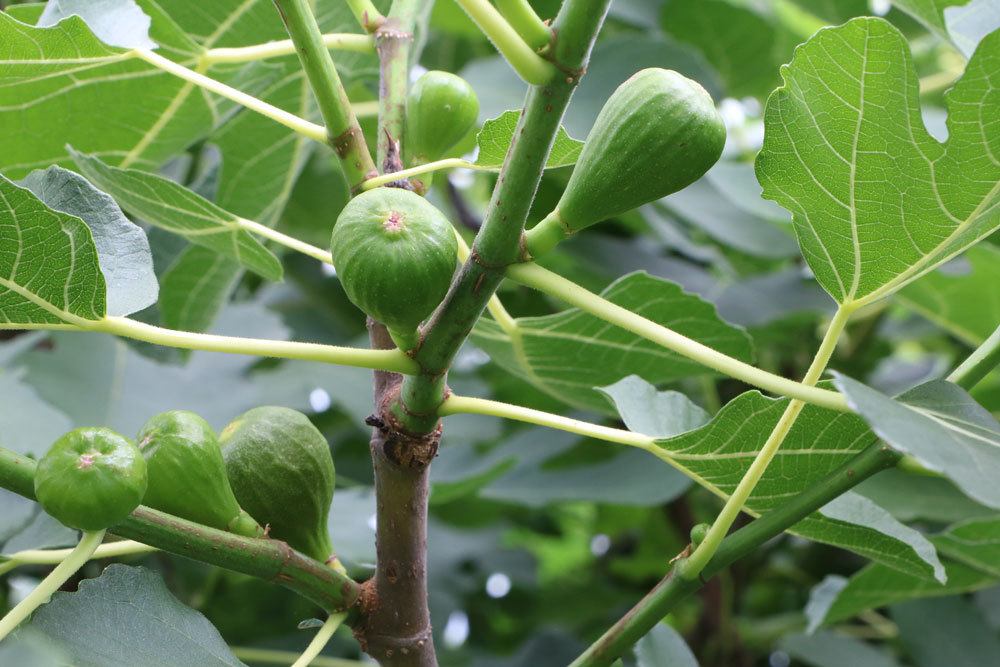 Feigenbaum mit noch unreifen, grünen Früchten