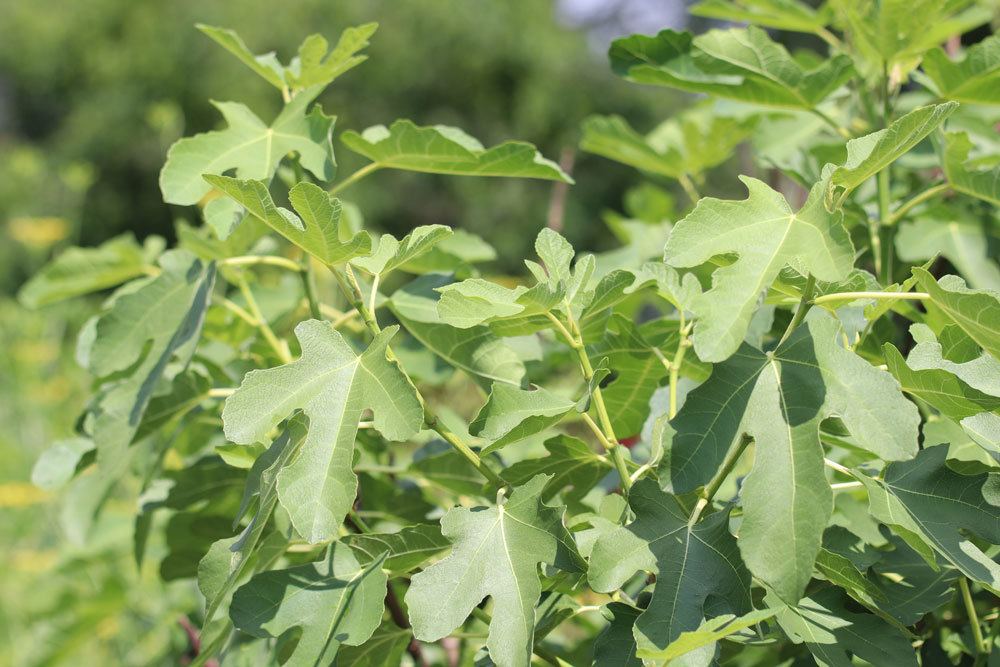 Feigenbaum durch Aussäen vermehren