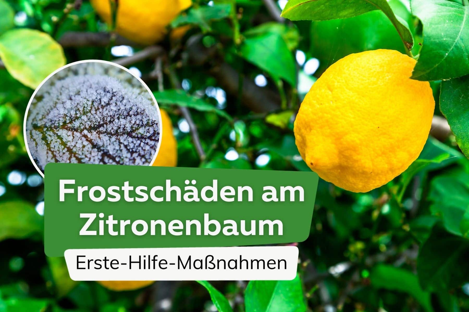 Frostschäden am Zitronenbaum Titel