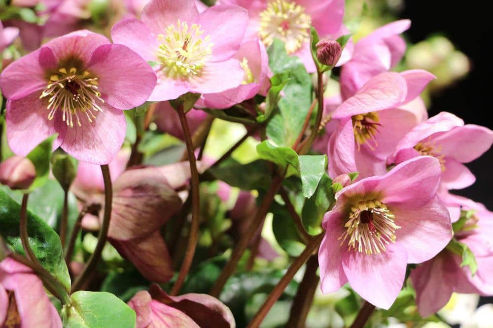 Christrose zur Grabbepflanzung