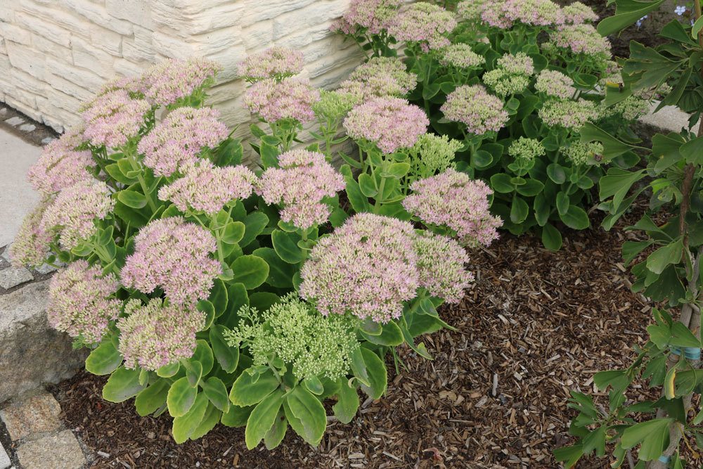 Fetthenne, Sedum als Grabbepflanzung