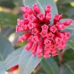 Hammerstrauch, Cestrum