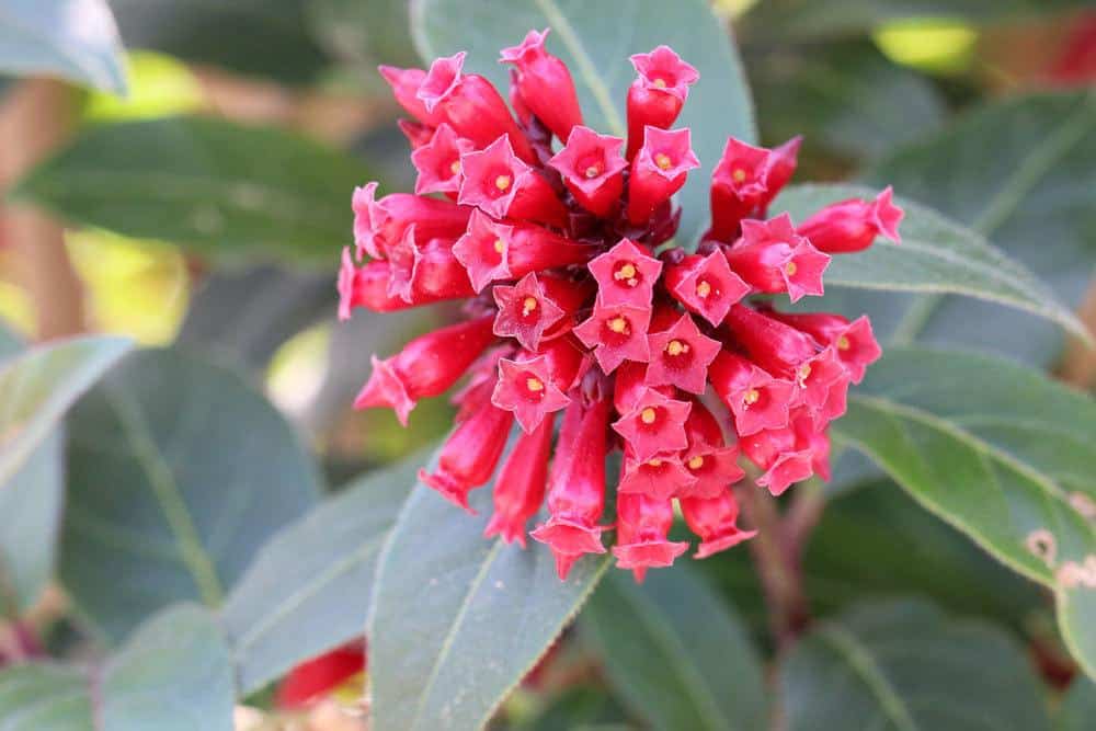 Hammerstrauch, Cestrum