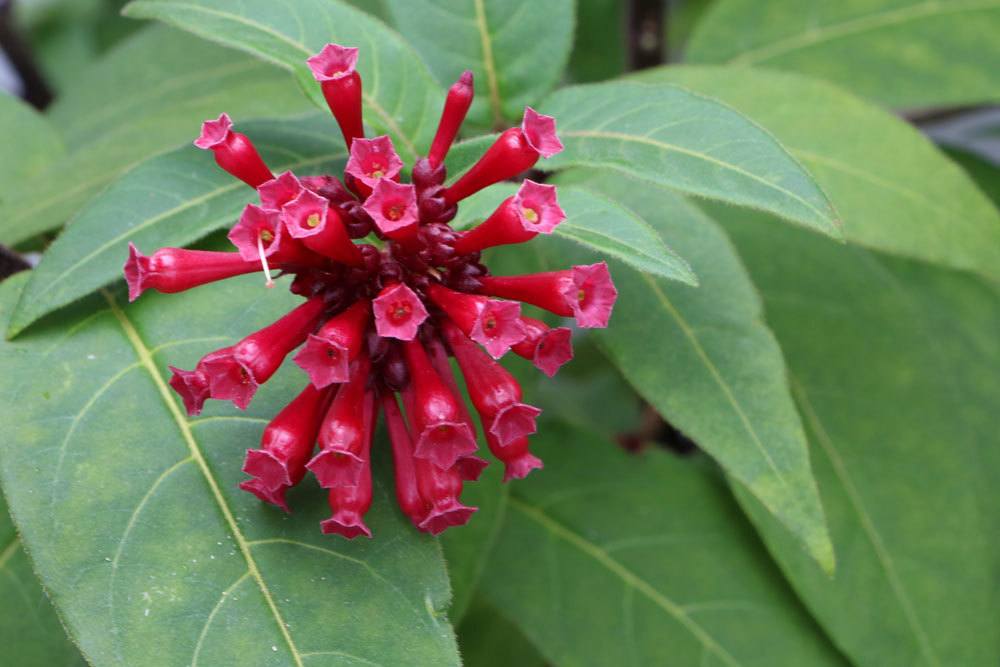 Cestrum mit sternartigen Trompetenblüten