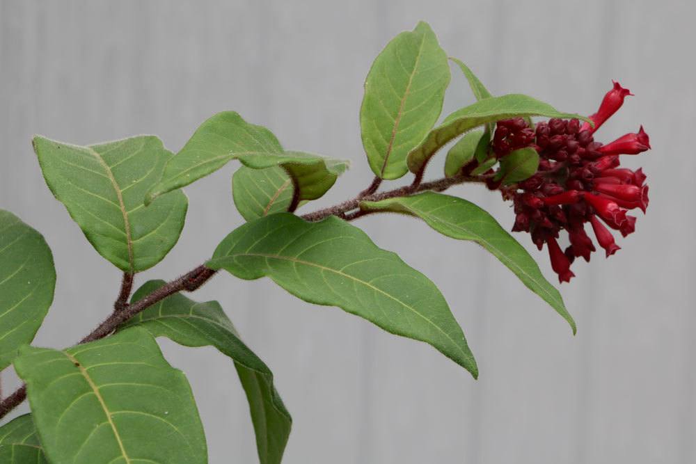 Cestrum ist in all seinen Pflanzenteilen giftig