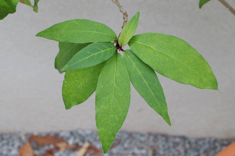 Hammerstrauch, Cestrum mit seinen dunkelgrünen Blättern