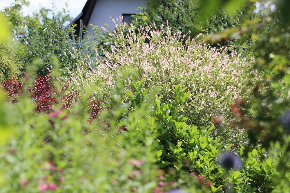 Harlekinweide im Garten