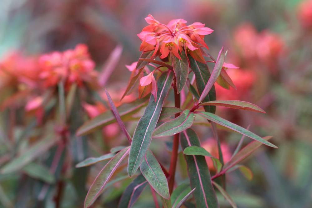 Euphorbia griffithii mit dunkelgrünem, länglichem Laub