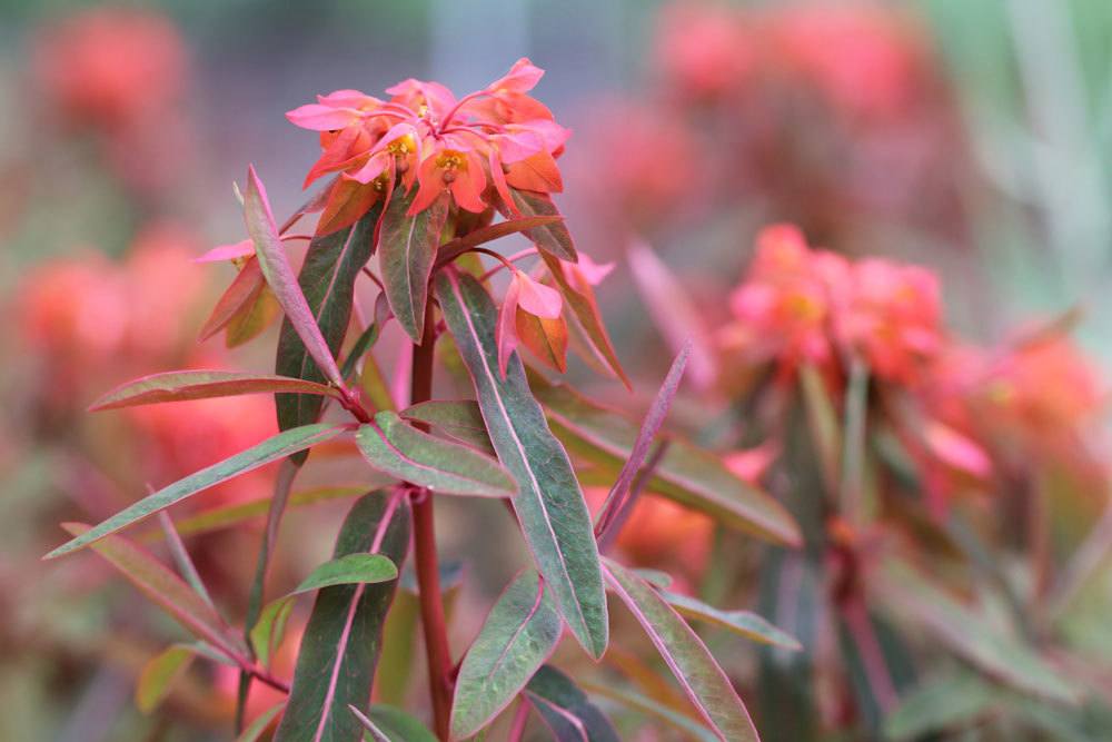 Euphorbia griffithii wächst bis zu 80 Zentimeter hoch