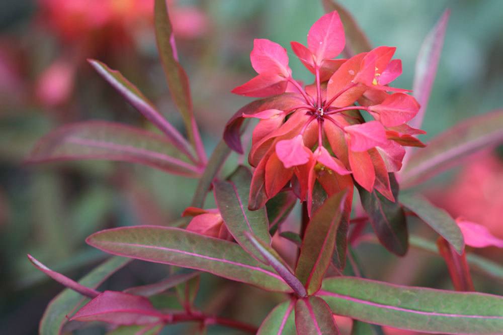 Euphorbia griffithii mit leuchtend roten Blüten