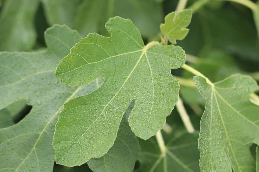 Feigenbaum sollte im Winter geschützt werden