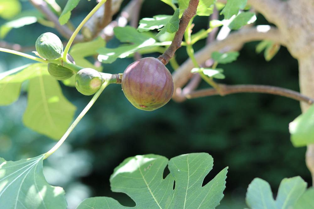 Feigenbaum ist nur bedingt winterhart