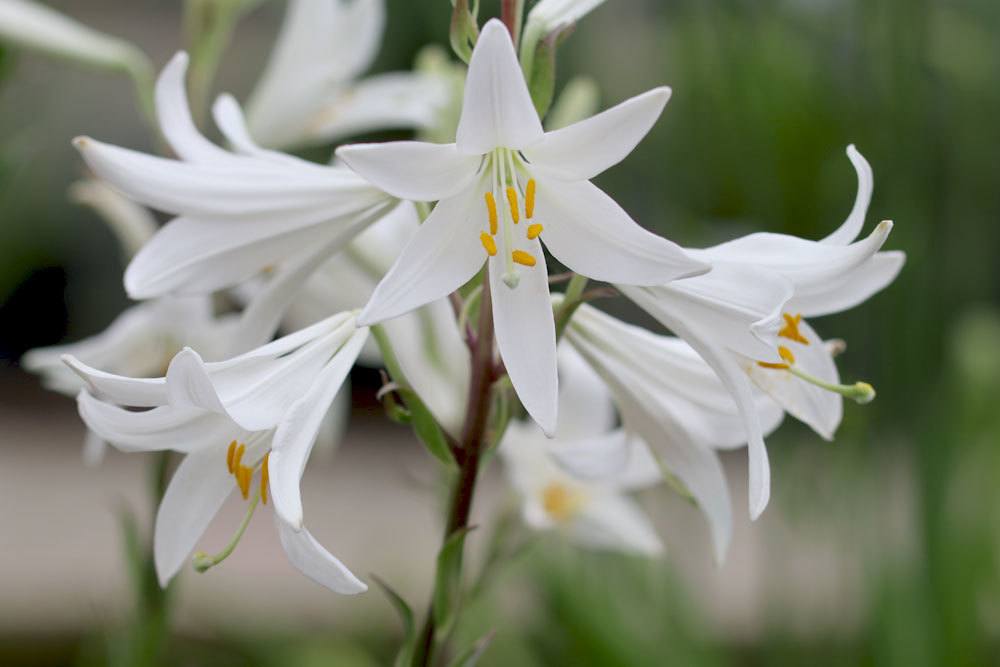 Madonnenlilie mit strahlend weißen Blüten